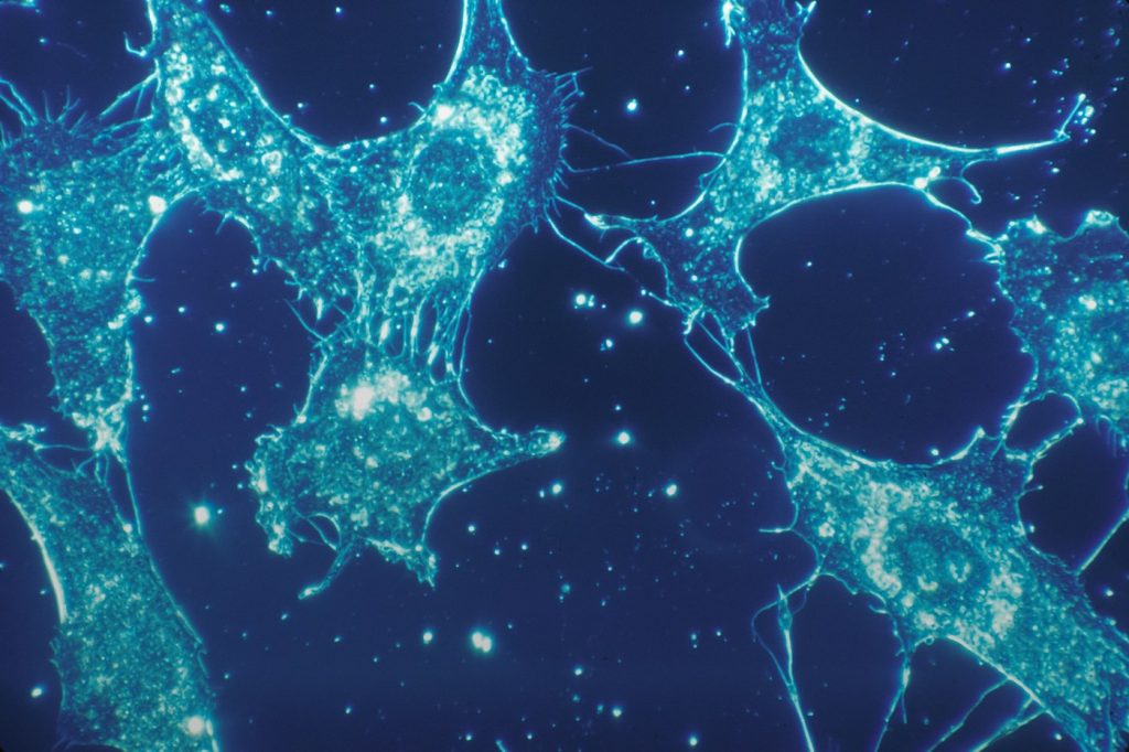 Флуоресцентна мікроскопія: мітки, фільтри й зображення клітинних структур